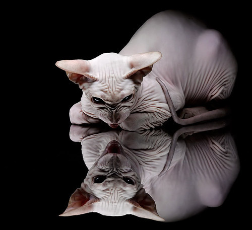 b体育电竞-_创新型赛事：引入虚拟现实技术吸引新一代观众_，虚拟创新项目