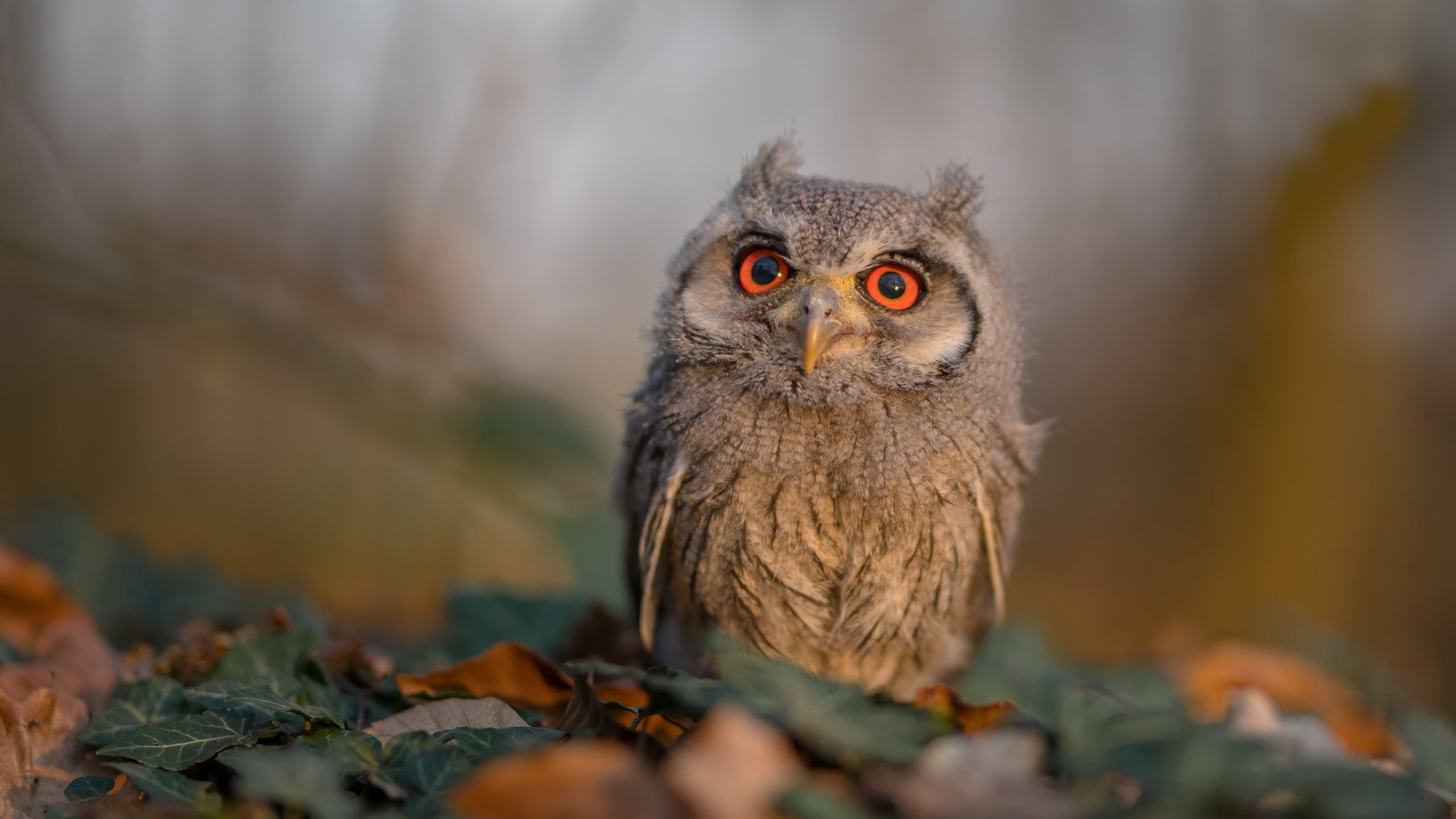 _热火队防守严密,击退反扑对手_,热火队联防