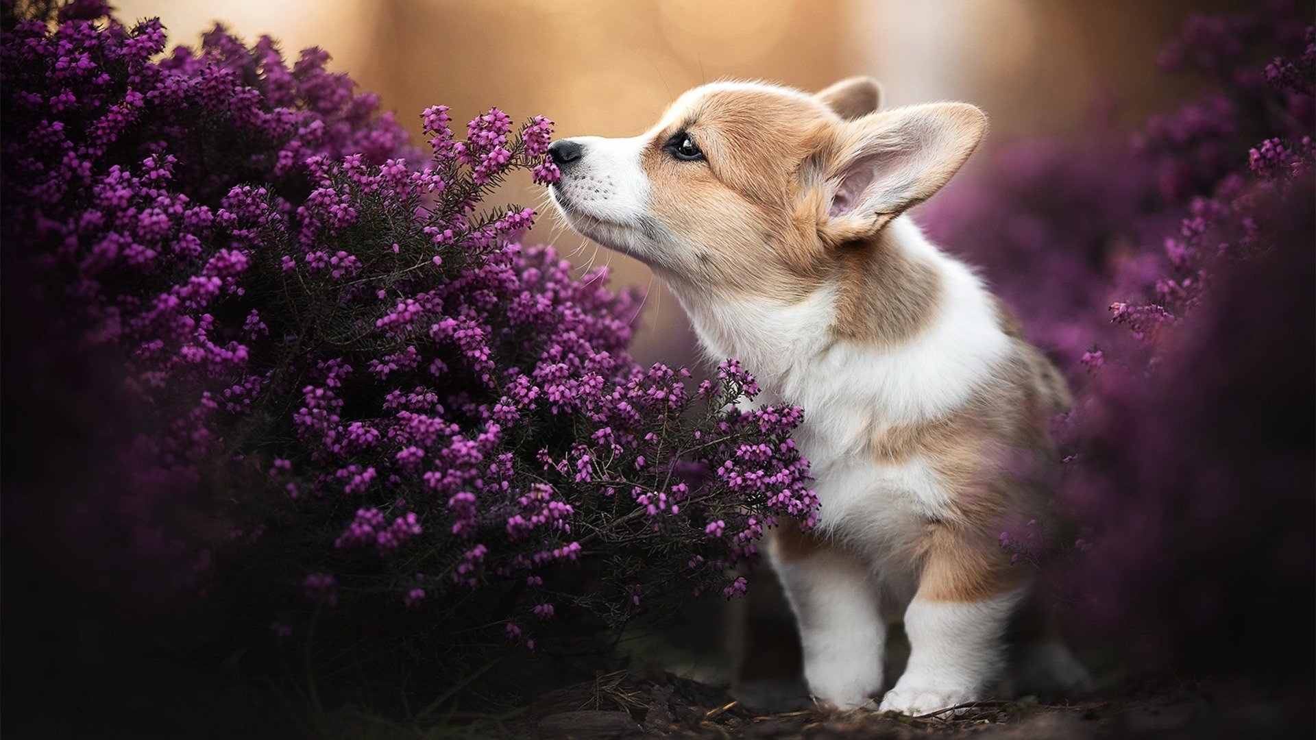 智能数据分析:打造更公平的比赛环境,智能 数据