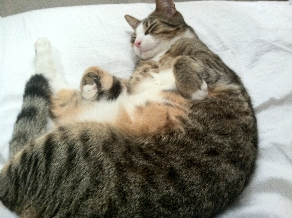 智能数据分析:提升比赛中的战略水平,智能化数据平台