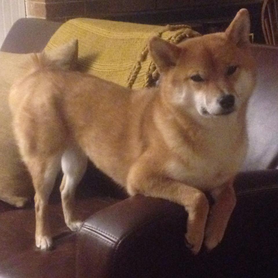 b体育直播-篮下争夺激烈：北京队抢下整场比赛最多篮板，目标明确！，篮球 北京队