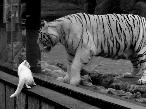 青少年篮球“梦之队”全国招募,开启追梦之旅,梦之队篮球训练营