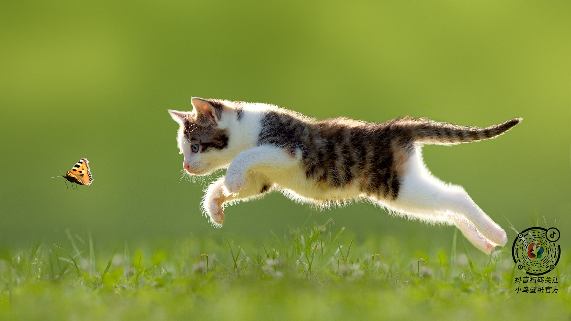 北美战队引进国际强援，北美战队是美国的吗