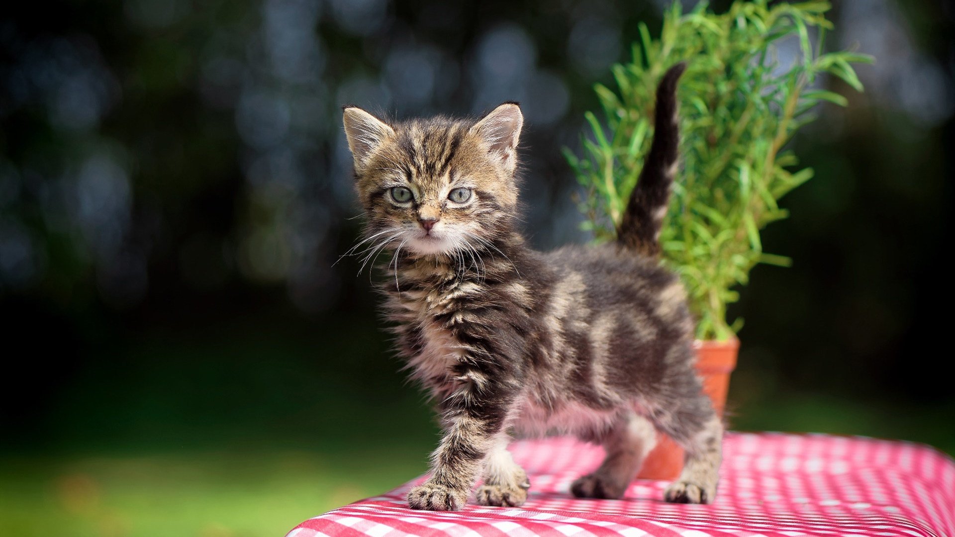 国足战术多样化促进比赛观赏性，国足战术风格