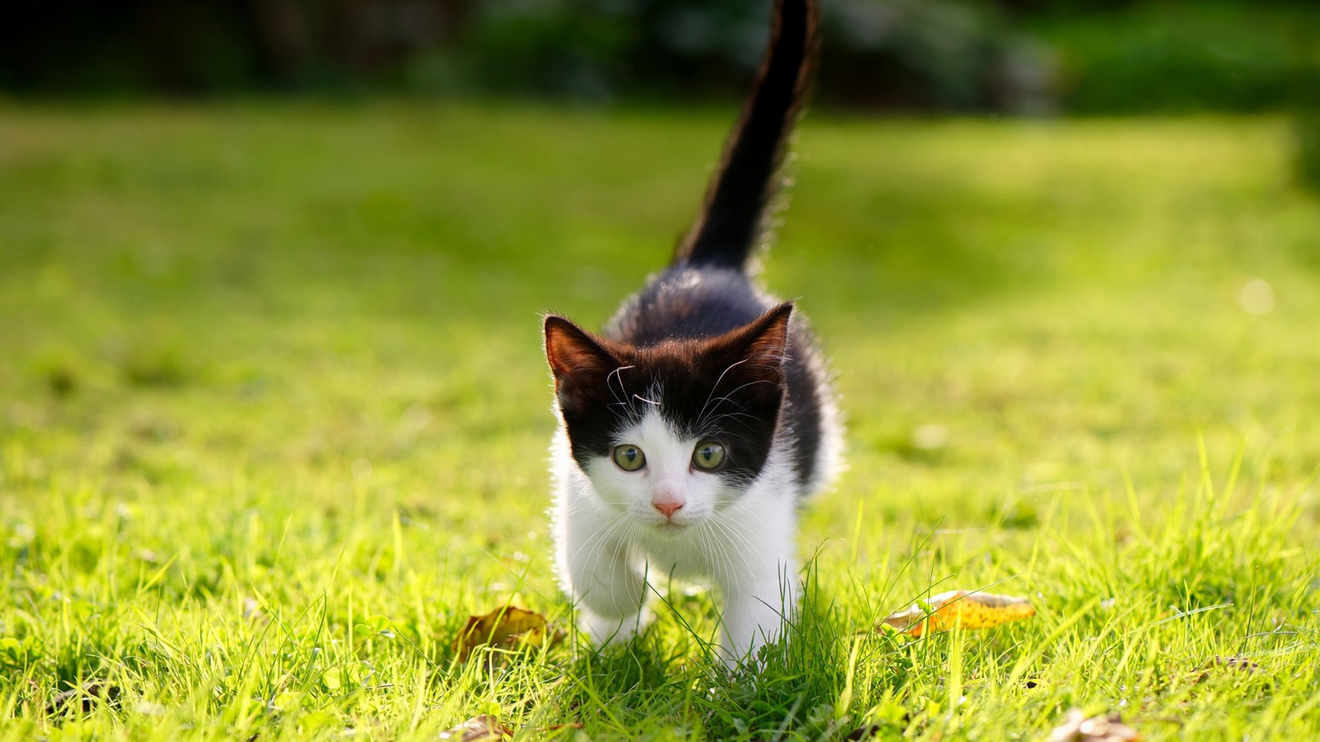 B 体育官网-拜仁慕尼黑实现二连胜，夺冠前途一片光明，拜仁慕尼黑全胜夺冠