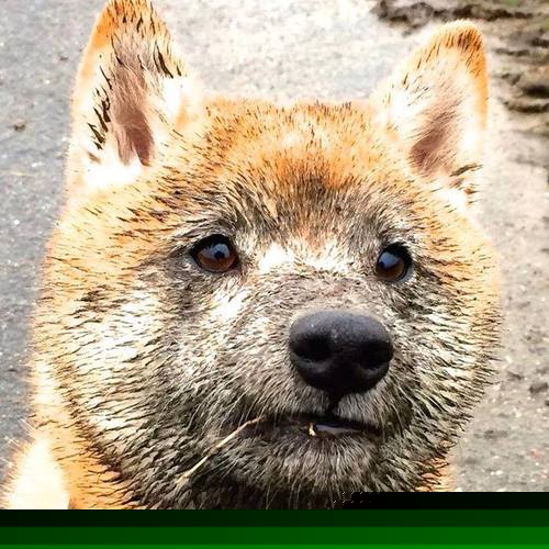 欧洲足球冠军联赛席卷全球球迷狂欢，欧洲足球俱乐部冠军联赛