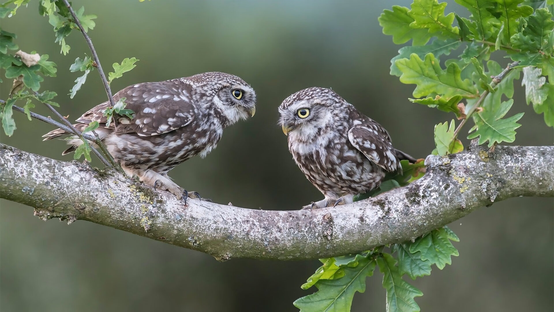 B体育网页版登录-欧洲足球冠军联赛席卷全球球迷狂欢，欧洲足球冠军联赛席卷全球球迷狂欢视频