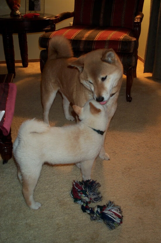 波兰战胜俄罗斯，晋级欧国杯半决赛，波兰欧预赛战绩