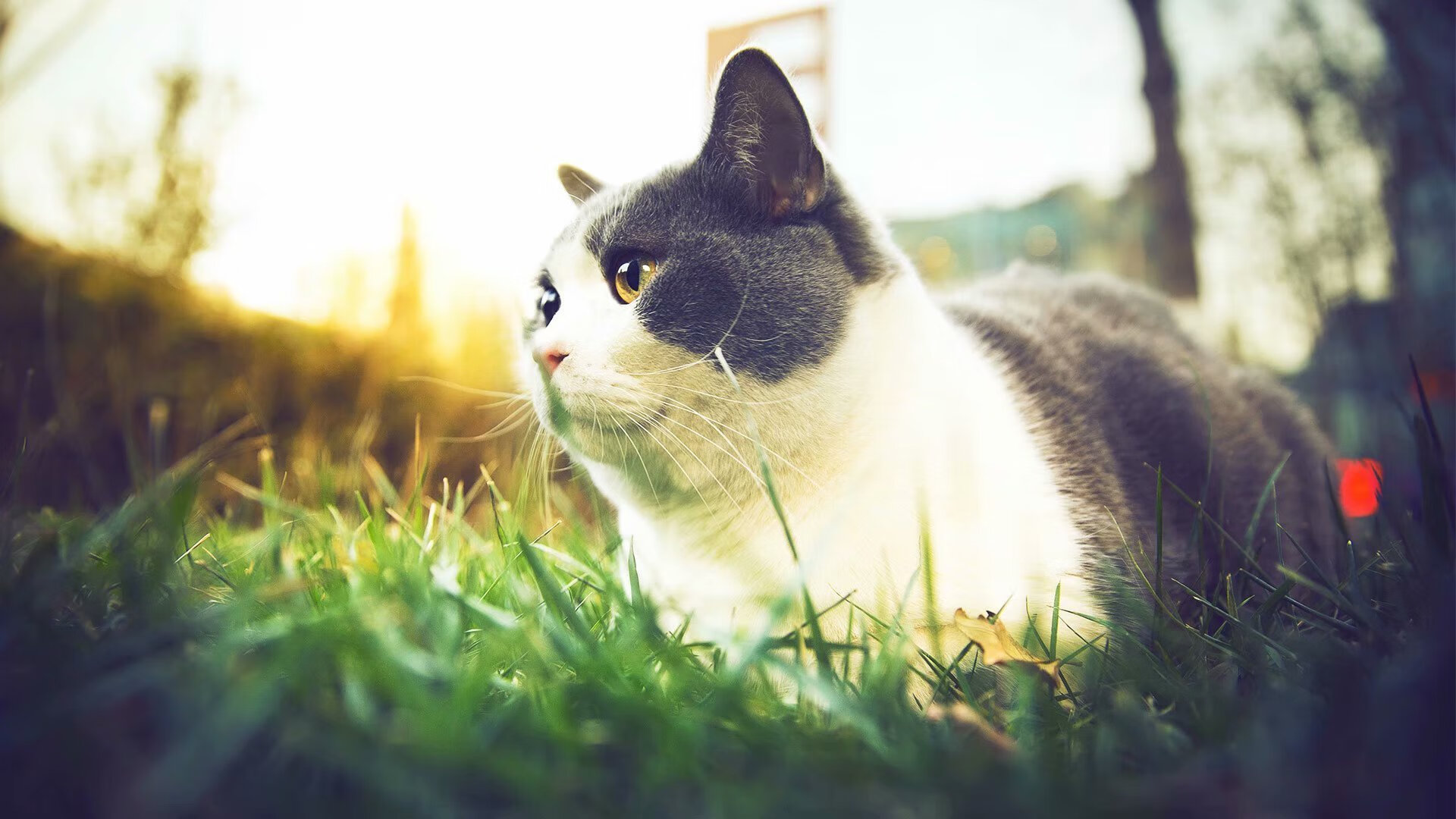 英格兰挺进半决赛:奥地利落败令球迷失望,英格兰对奥地利比分结果