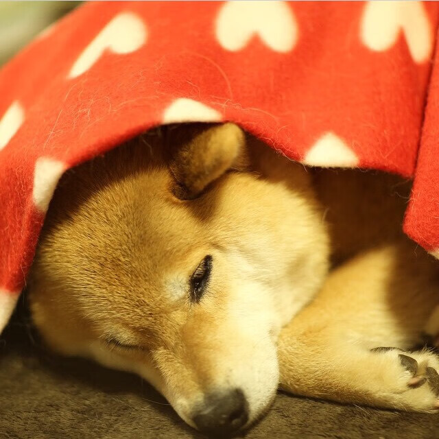 B体育在线登录入口-豪门球队在锦标赛中乘风破浪，表现非凡，豪门球队赞助商