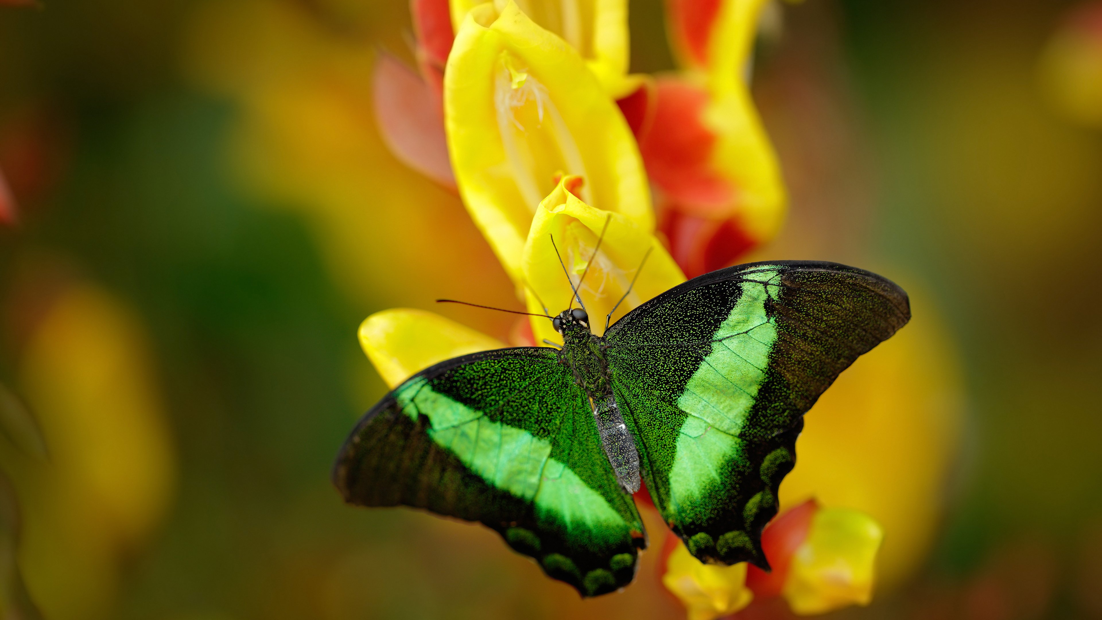 豪门球队在锦标赛中大放异彩，取得辉煌胜利，豪门联赛