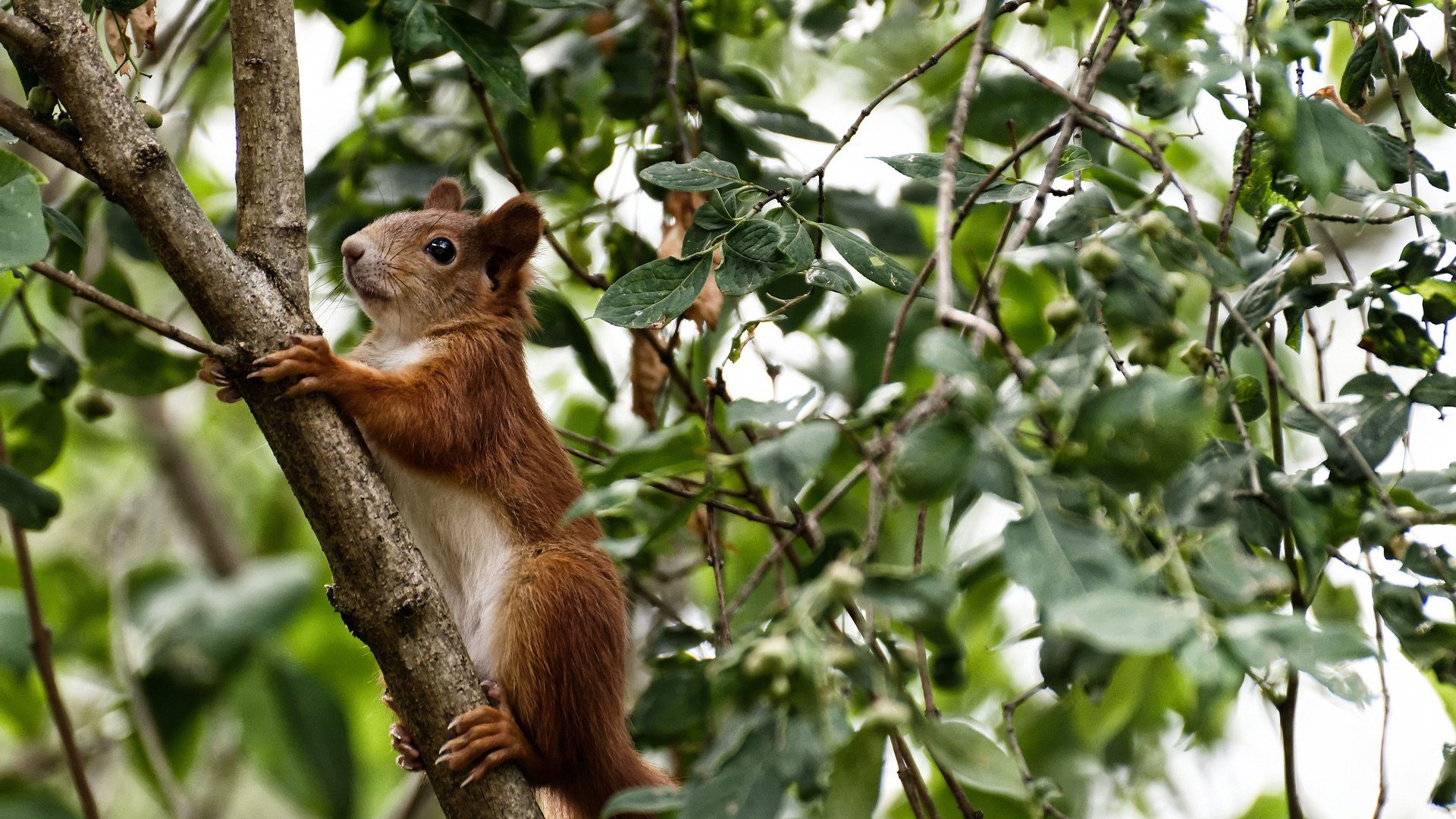 国足比赛中临时指令执行成功率排名,国足军令状