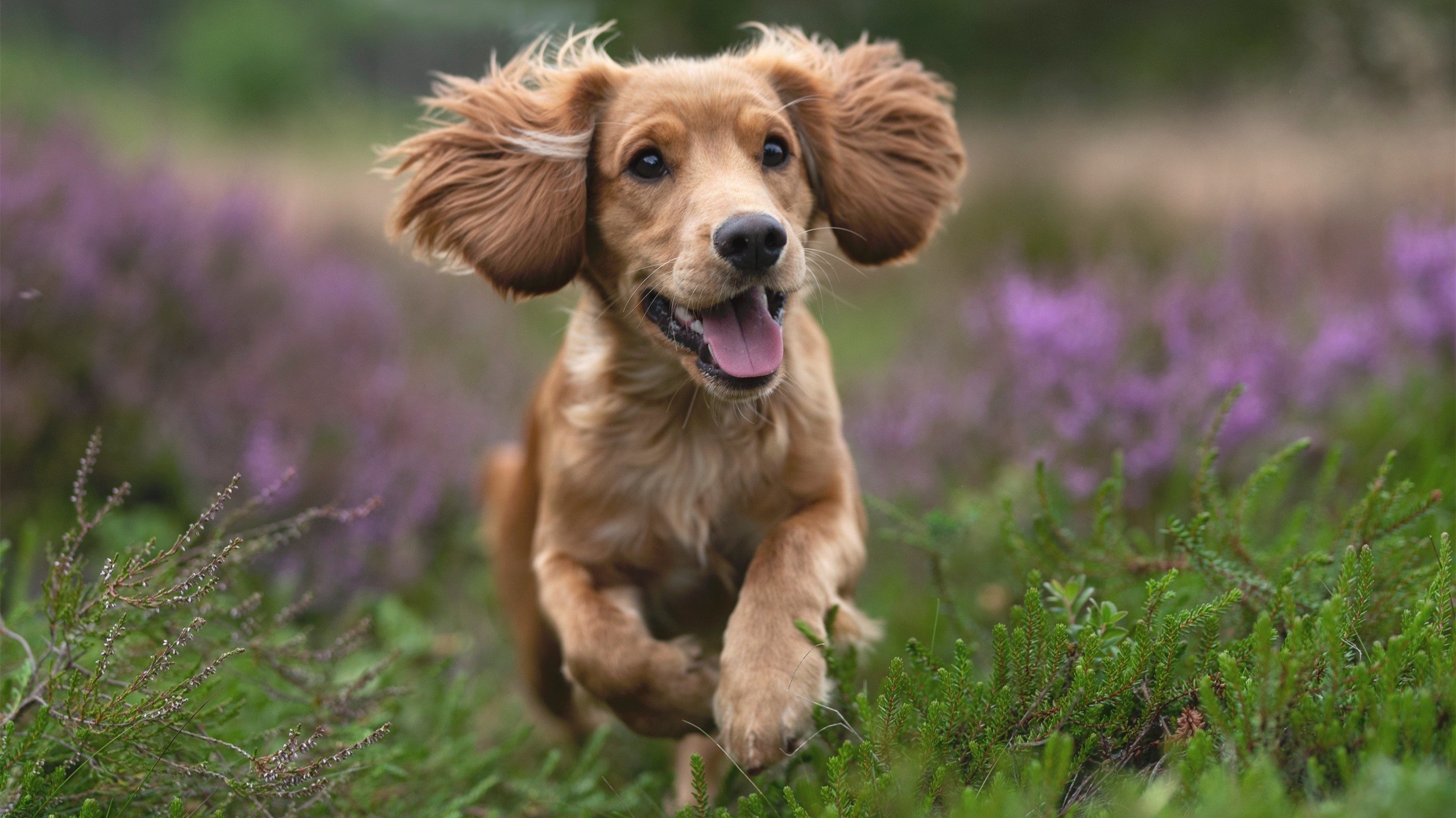 德甲球员冲刺与心率变化曲线对疲劳积累的识别研究