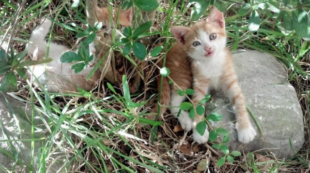高校体育师资培训体系完善研究，体育师资队伍建设的研究
