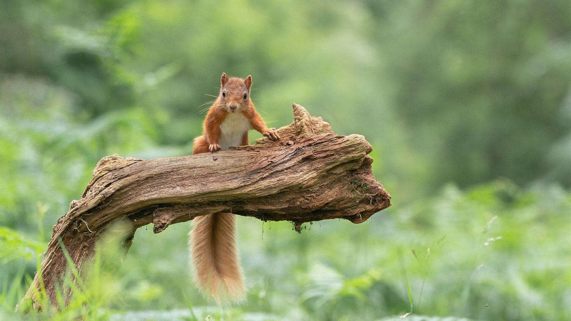 B体育-比赛临场数据系统上线助力解说团队，比赛解说技巧