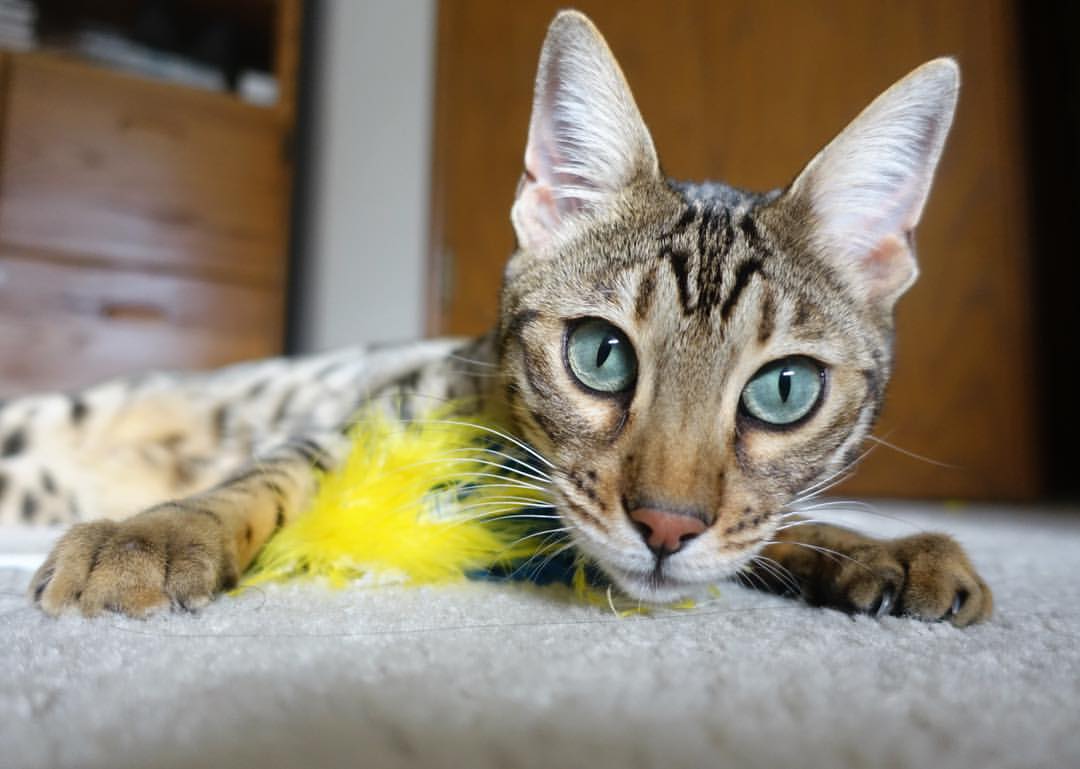 b体育APP-青少年体育活动激励政策出台，青少年体育活动激励政策出台时间